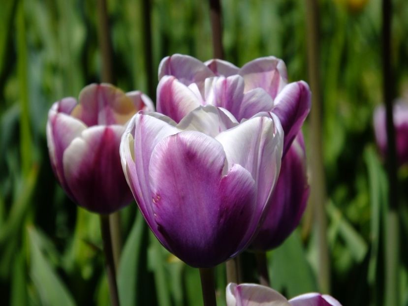  - 2017_04_Aprilie II