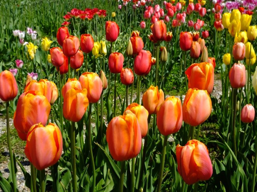  - 2017_04_Aprilie II