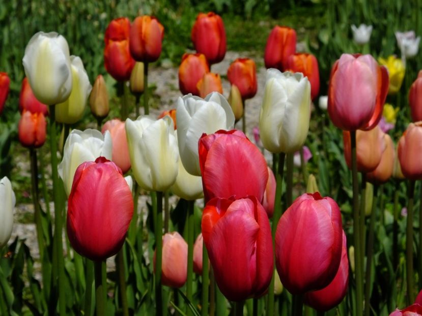  - 2017_04_Aprilie II