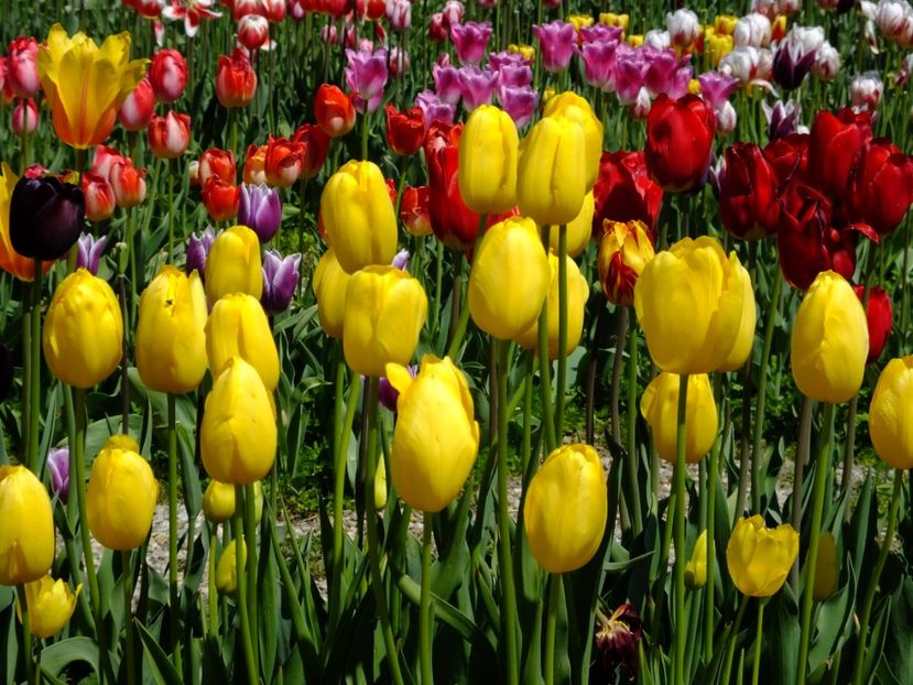  - 2017_04_Aprilie II