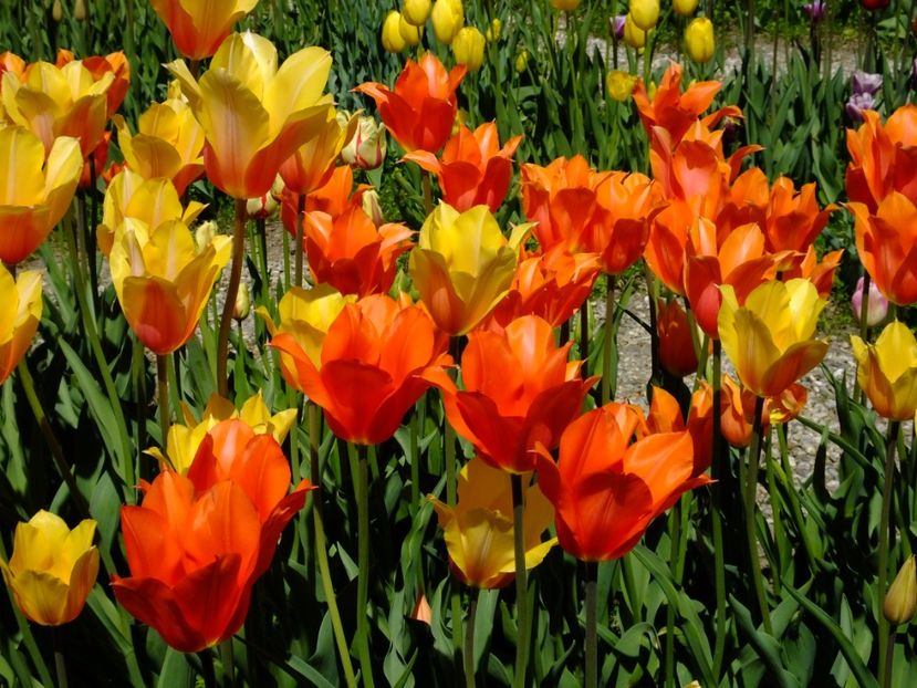  - 2017_04_Aprilie II