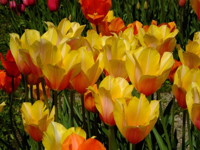  - 2017_04_Aprilie II