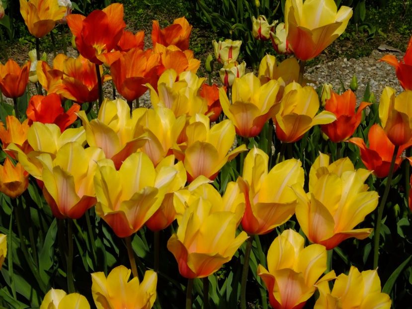  - 2017_04_Aprilie II