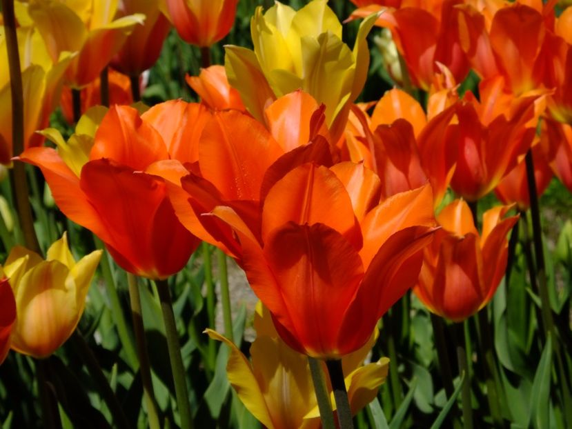  - 2017_04_Aprilie II