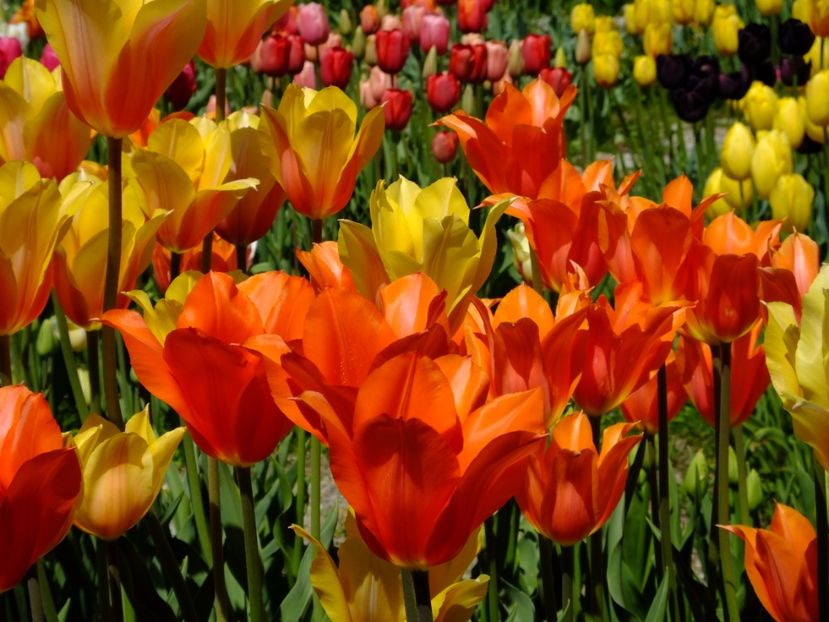  - 2017_04_Aprilie II