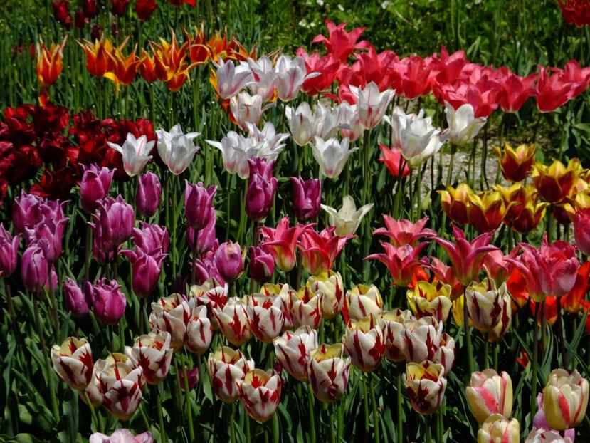  - 2017_04_Aprilie II