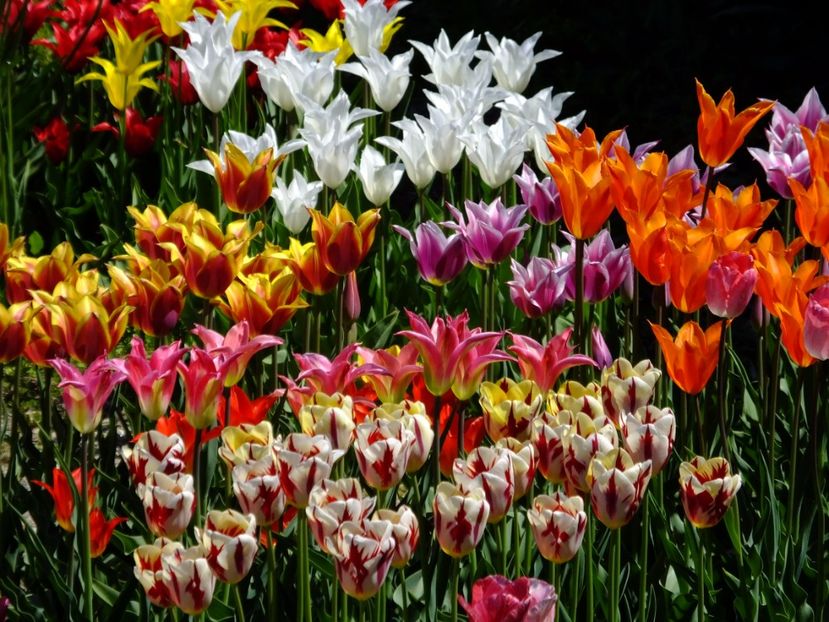  - 2017_04_Aprilie II