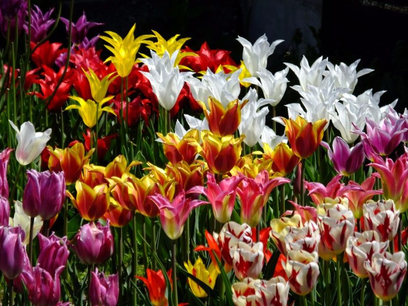  - 2017_04_Aprilie II