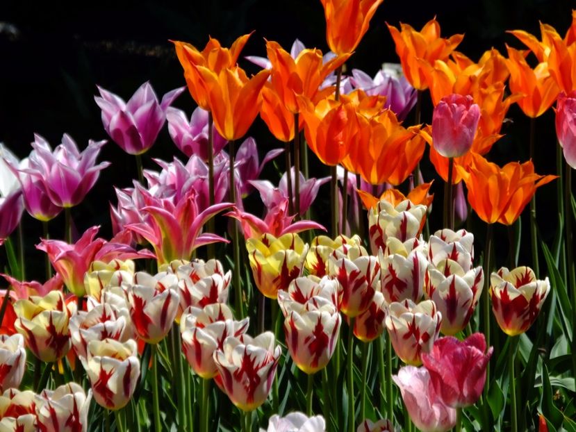  - 2017_04_Aprilie II