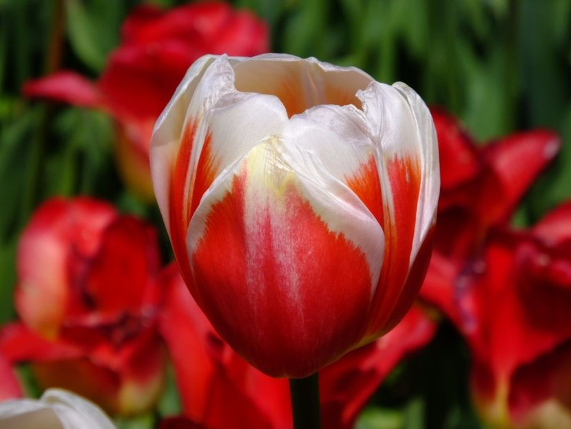  - 2017_04_Aprilie II