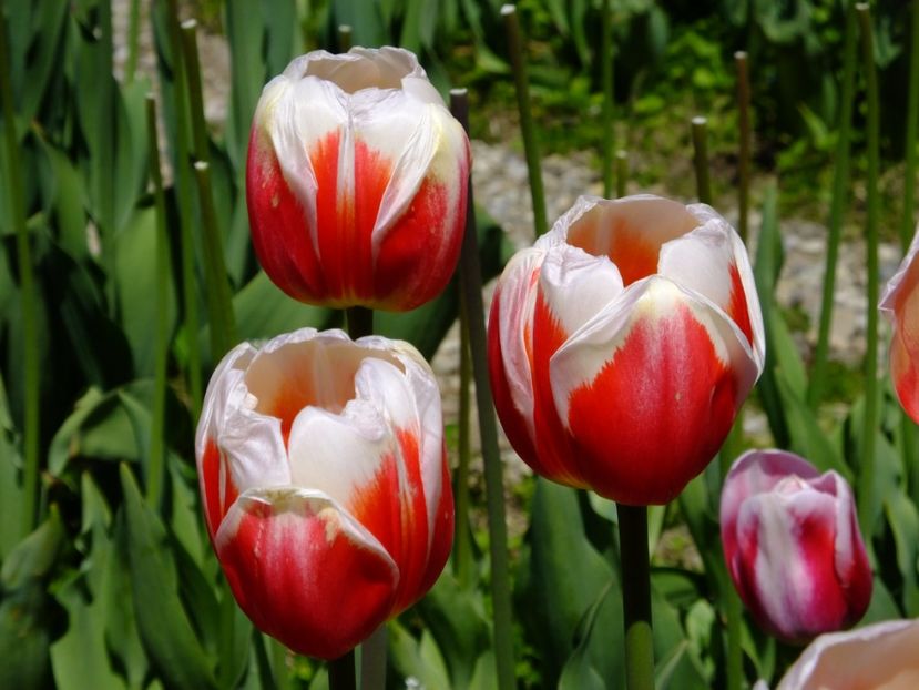  - 2017_04_Aprilie II