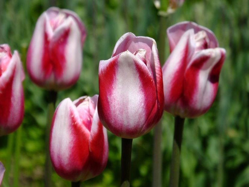  - 2017_04_Aprilie II