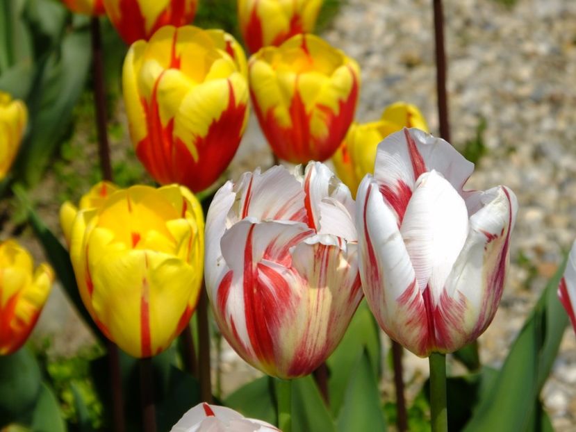  - 2017_04_Aprilie II