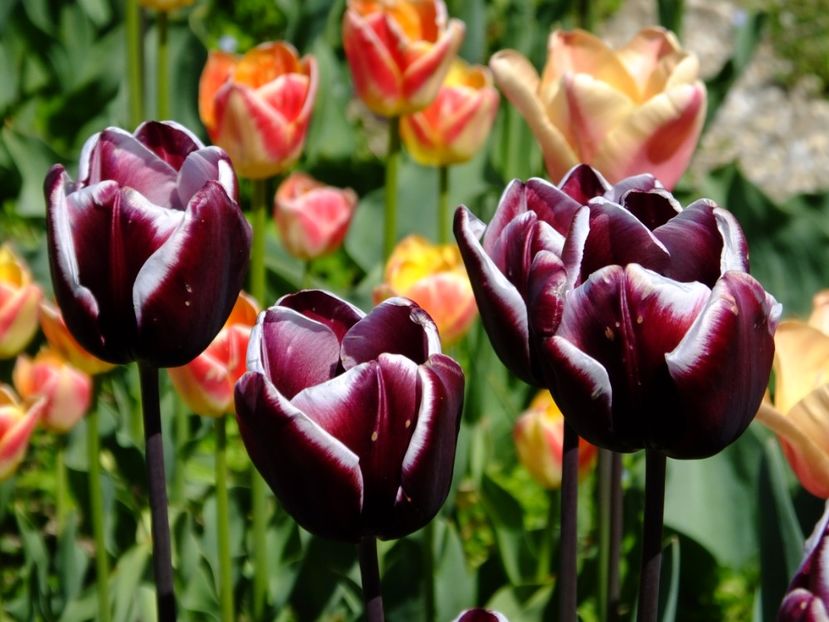  - 2017_04_Aprilie II