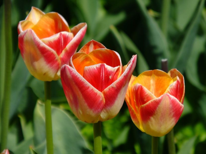  - 2017_04_Aprilie II