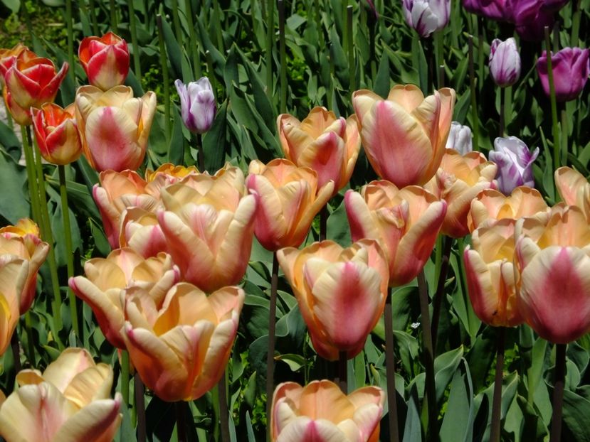  - 2017_04_Aprilie II