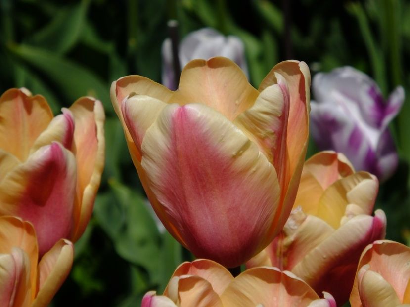  - 2017_04_Aprilie II