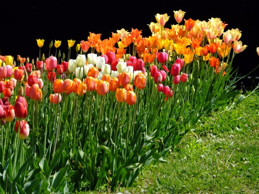  - 2017_04_Aprilie II