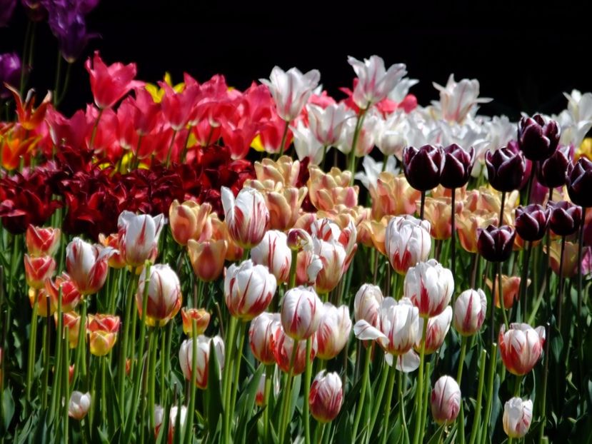  - 2017_04_Aprilie II