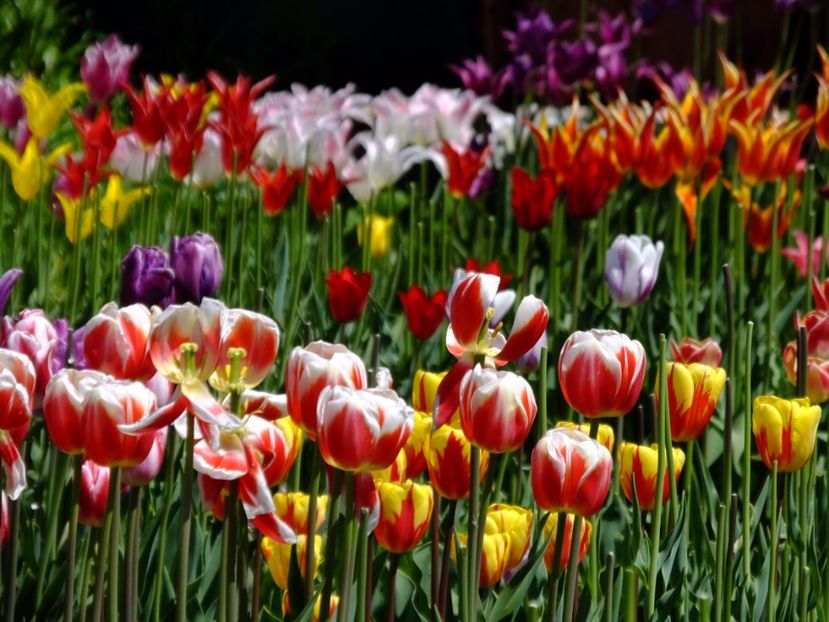  - 2017_04_Aprilie II