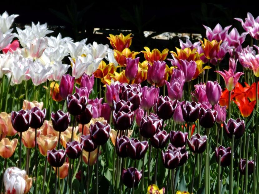  - 2017_04_Aprilie II