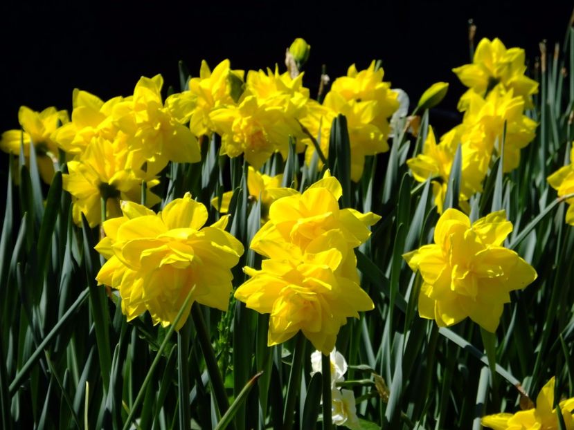  - 2017_04_Aprilie II