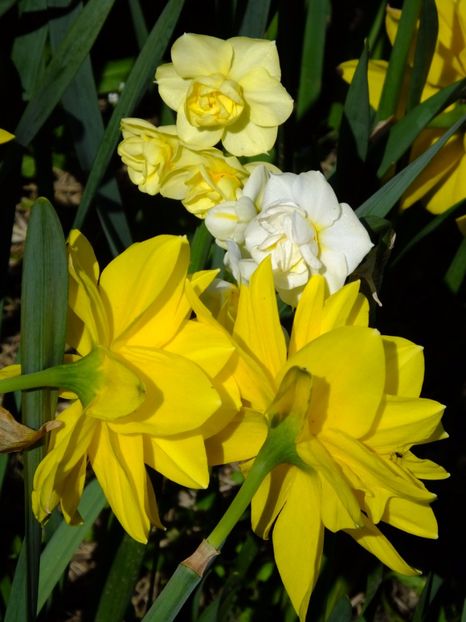  - 2017_04_Aprilie II