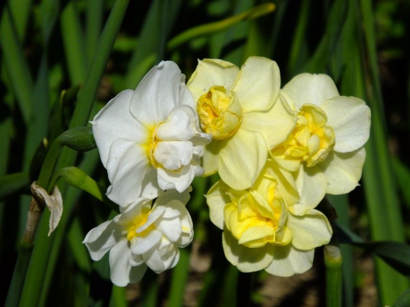  - 2017_04_Aprilie II