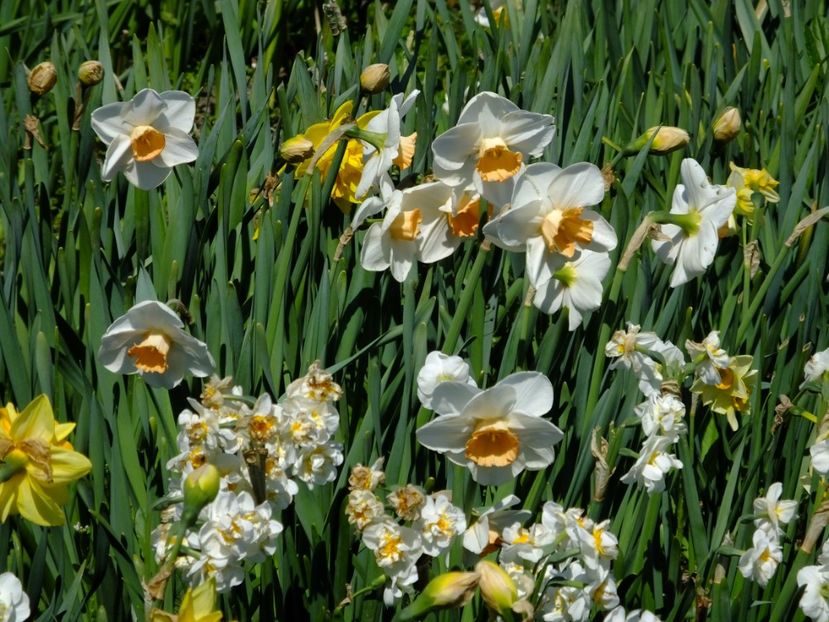  - 2017_04_Aprilie II