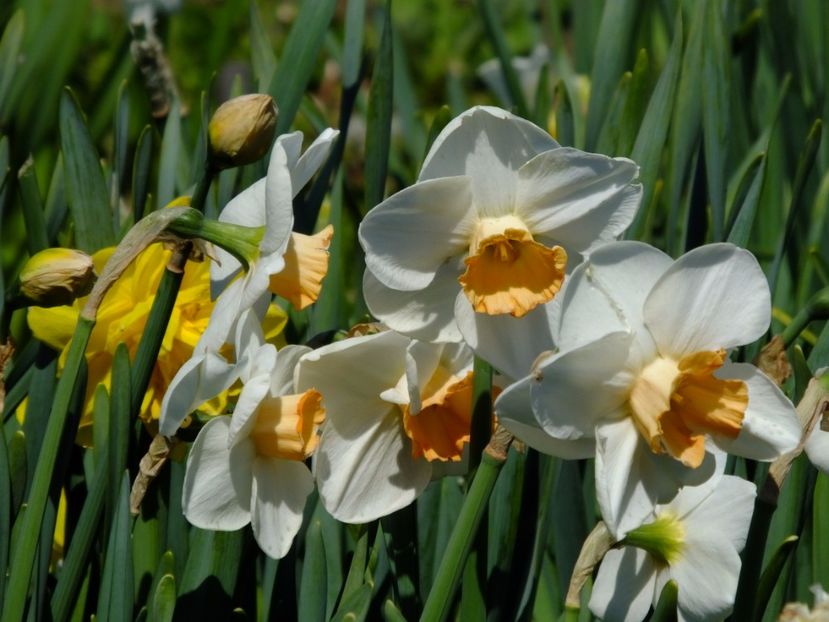  - 2017_04_Aprilie II