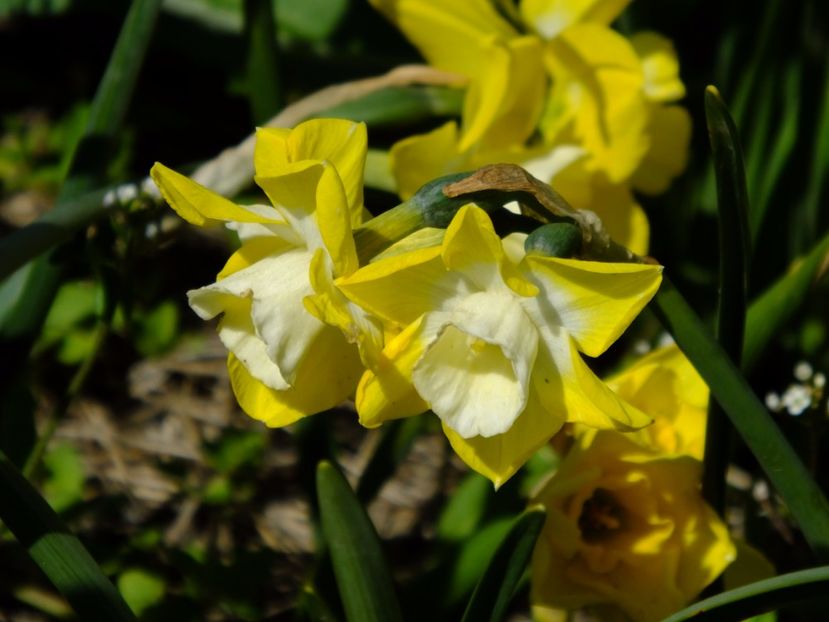  - 2017_04_Aprilie II