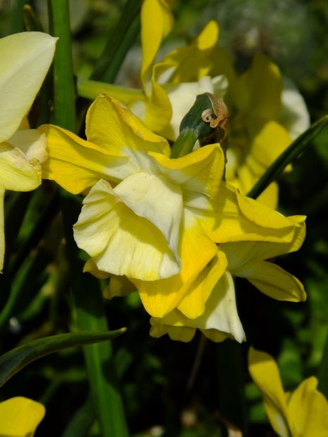  - 2017_04_Aprilie II