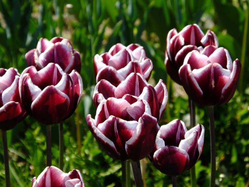  - 2017_04_Aprilie II