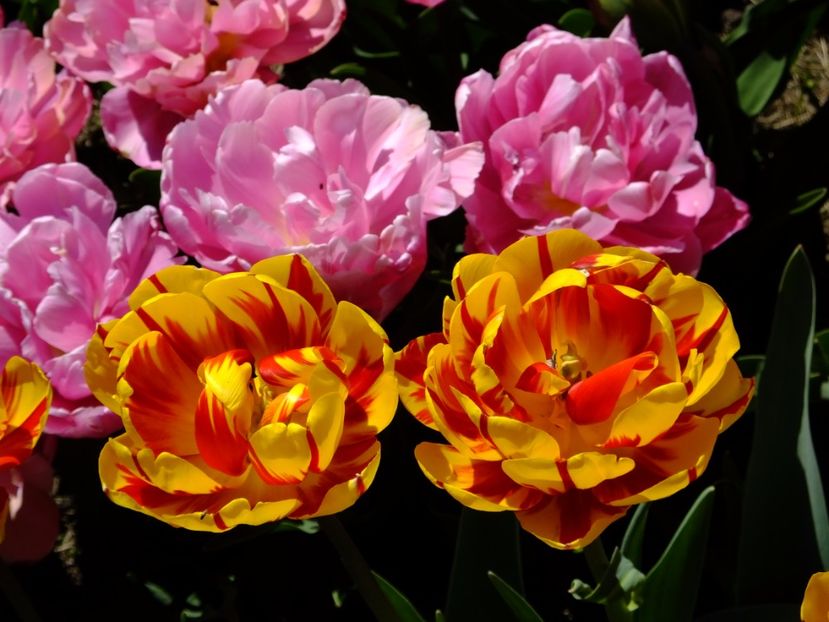  - 2017_04_Aprilie II