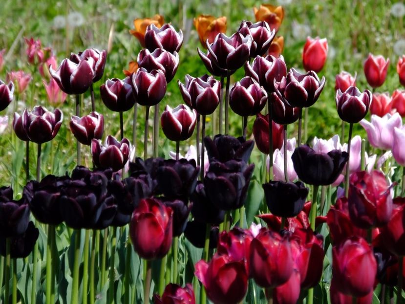  - 2017_04_Aprilie II