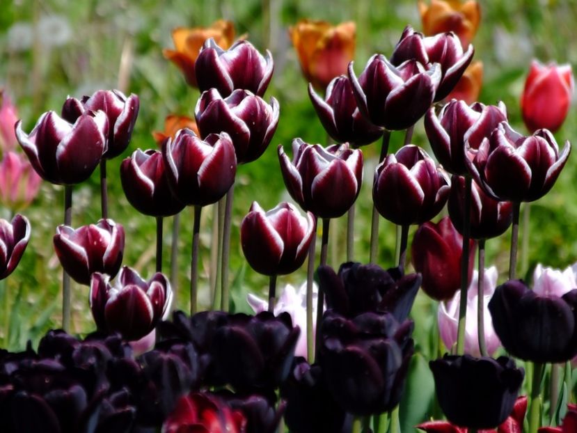  - 2017_04_Aprilie II