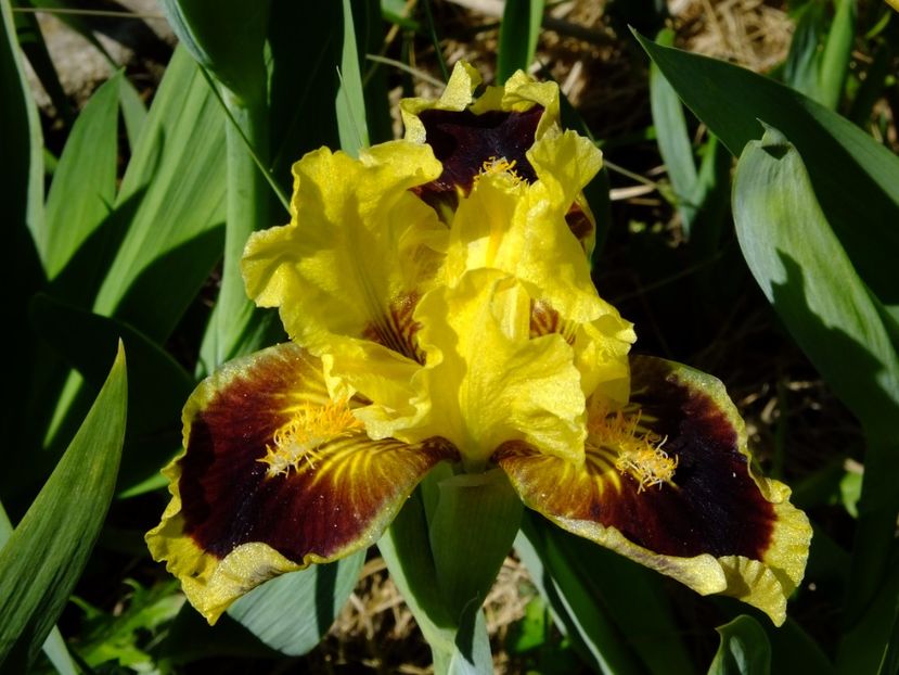  - 2017_04_Aprilie II