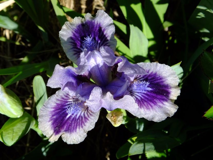  - 2017_04_Aprilie II