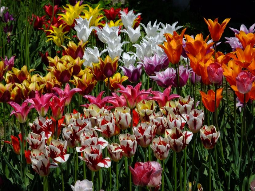  - 2017_04_Aprilie II