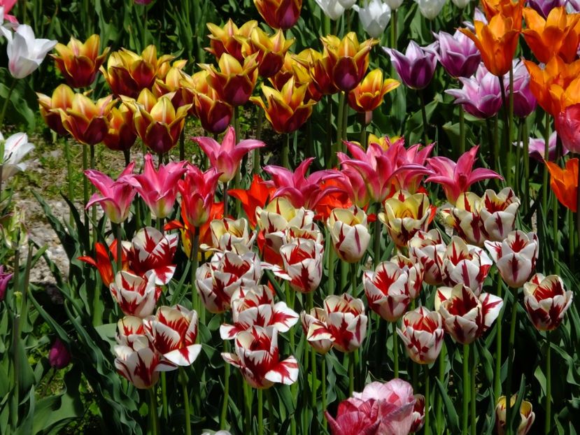  - 2017_04_Aprilie II