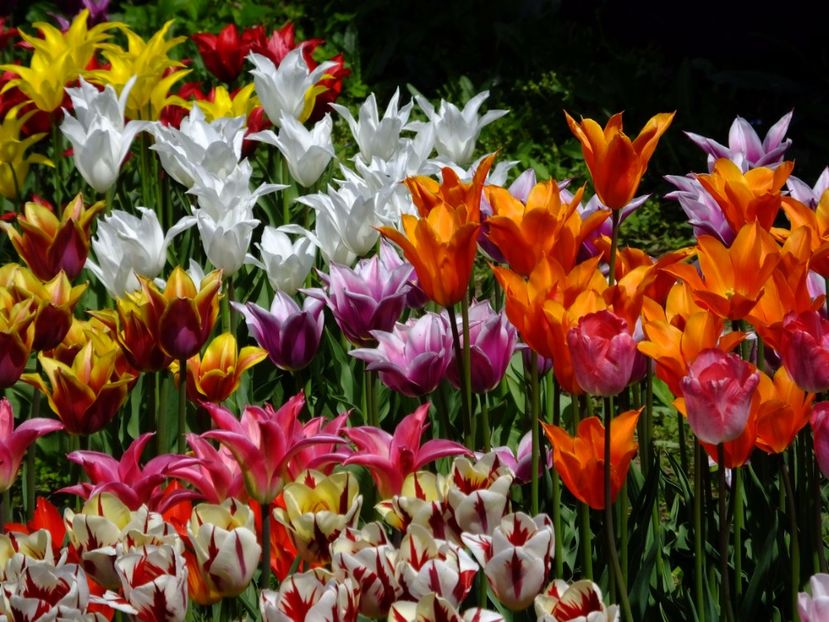  - 2017_04_Aprilie II