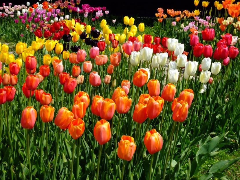  - 2017_04_Aprilie II