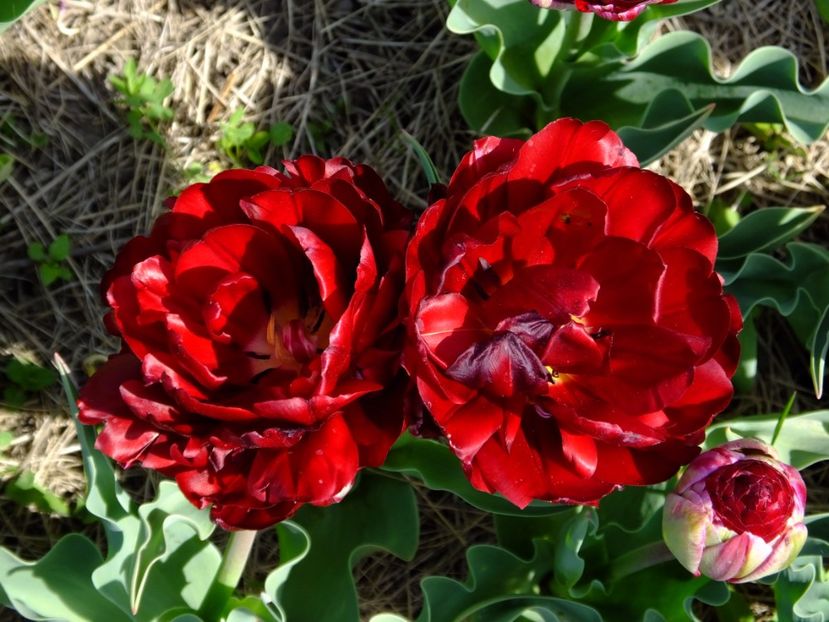  - 2017_04_Aprilie II