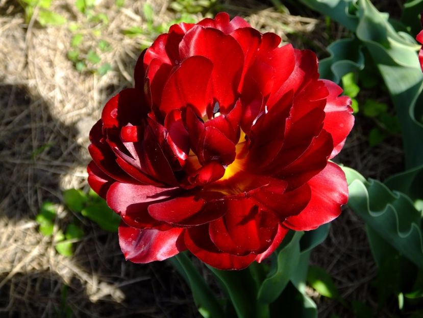  - 2017_04_Aprilie II