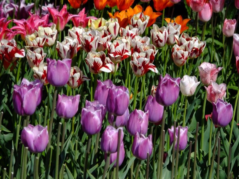  - 2017_04_Aprilie II