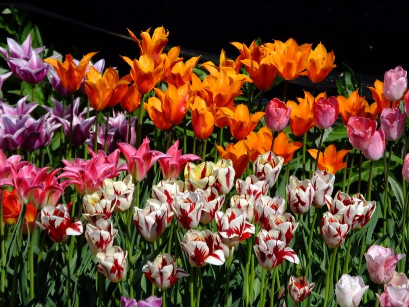  - 2017_04_Aprilie II