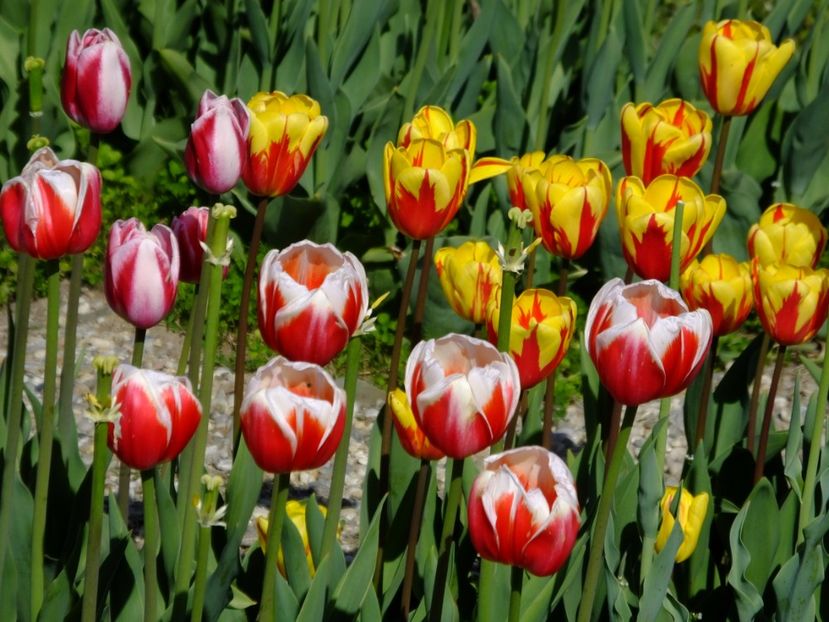  - 2017_04_Aprilie II