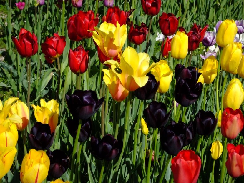  - 2017_04_Aprilie II