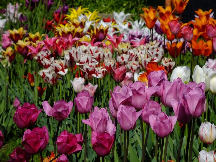  - 2017_04_Aprilie II