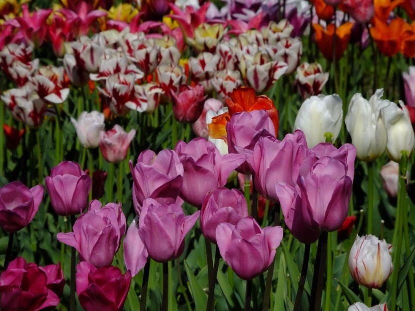  - 2017_04_Aprilie II